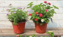 王者小杰爆料最新消息图片,最新游戏动态大揭秘！